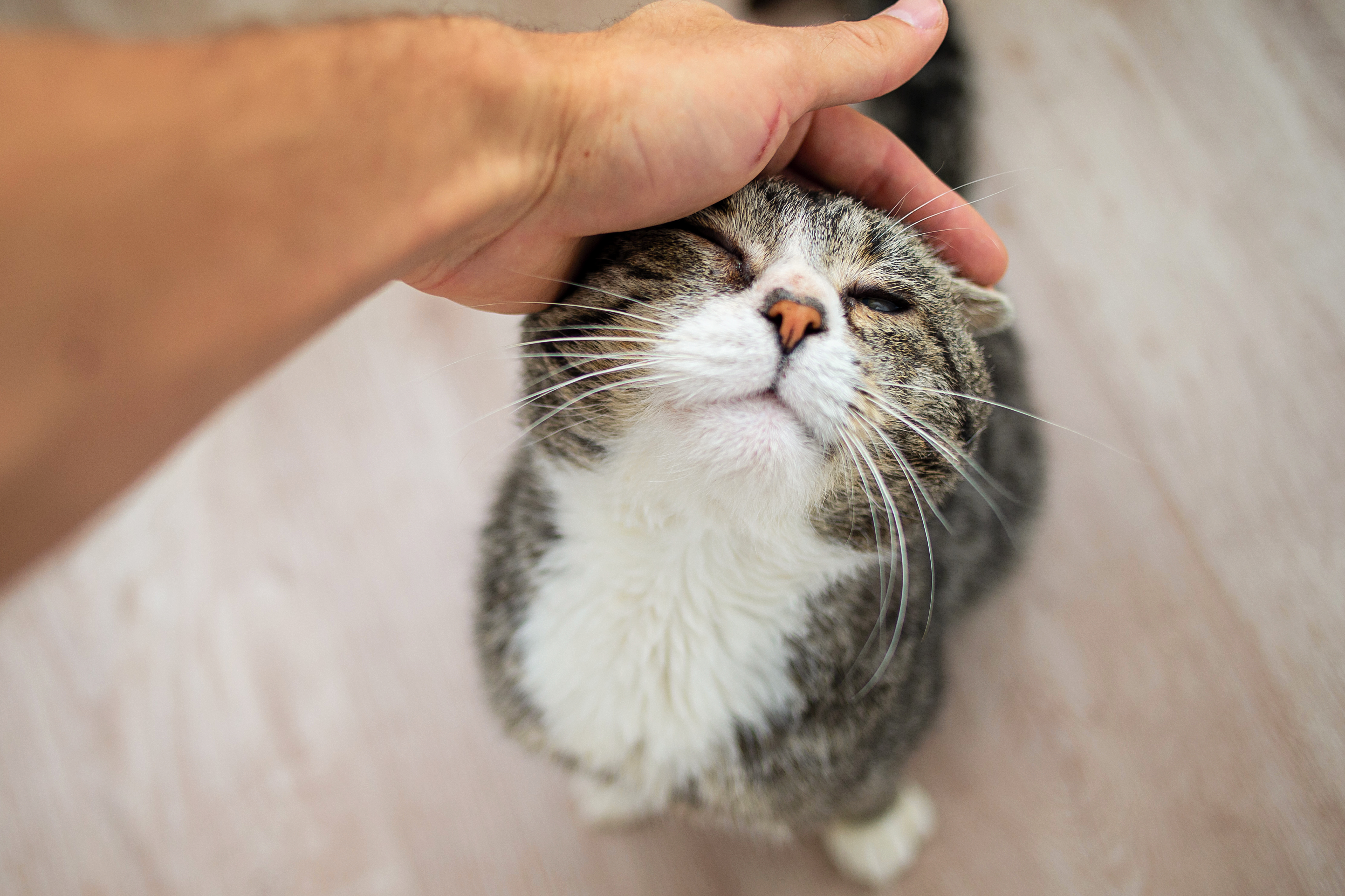Understanding Canine & Feline Pain: 10 Signs Your Pet Isn’t Telling You